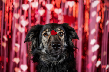 Słodki pies trzyma na nosie serce na różowym tle © ZiraPhoto