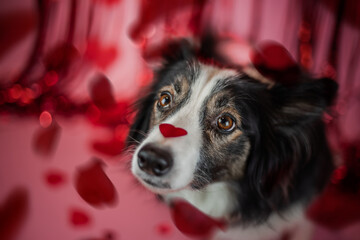 Słodki pies trzyma na nosie serce na różowym tle - obrazy, fototapety, plakaty