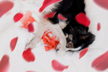 Fototapeta na wymiar Czarny pies border collie leży na boku na białej pościeli z płatkami róż 