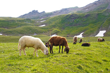 Fototapeta na wymiar A grazing herd of sheep in the Austrian mountains