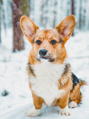 Corgi im Schnee