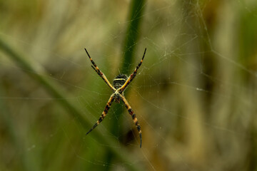 Araña Calabera
