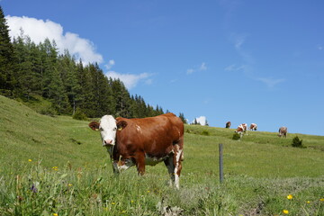 Fototapeta na wymiar cows in the meadow with sunny weather and blue cloudy sky in the mountains