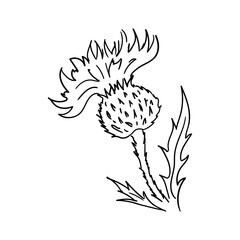 Silybum (milk thistle)plant isolated on white background. Wild flower with stem and leaves. Vector black and white illustration of medical herb in hand drawn engraving vintage style.