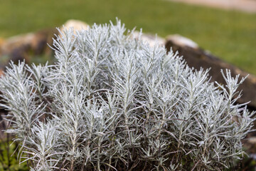 Beautiful texture of light Green branches of Helichrysum with white snow in autumn