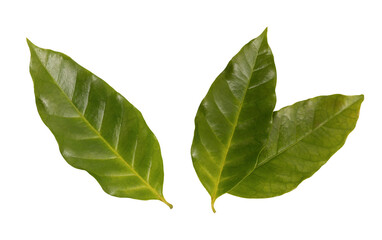 Coffee green leaf on transparent background.