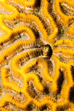 Spinyhead blenny (Acanthemblemaria spinosa) in hard coral, St. Lucia.