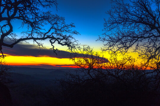 Silhouettes of branches against sky at sunset in Henry W. Coe State Park