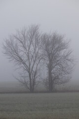 tree in fog