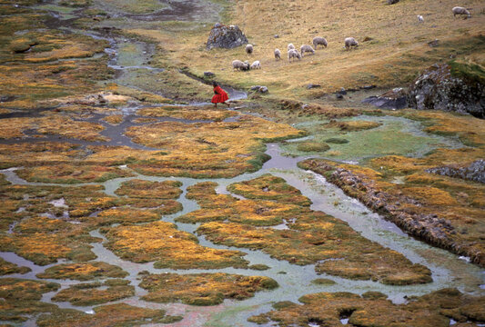 A boggy pasture.