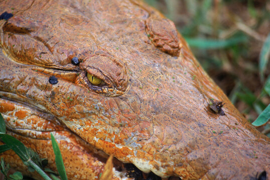 Orinoco River, crocodile, Venezuela, South America