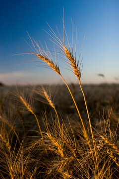 Wheat heads stick out against blue sky on a farm in southeastern North Dakota.