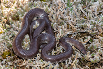 Common Wolf Snake (Lycophidion capense)