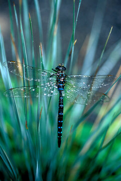 Dragonfly on grass, Maine, New England.