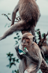 Long-Tailed Macaque Monkey Eating Pack of Cigarettes in Bali, Indonesia