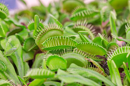 Close-up of Venus flytrap plant