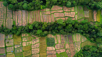 Aerial Birds Eye View Drone Capture of Famous Rice Terrace With Trees In Between in Bali,...