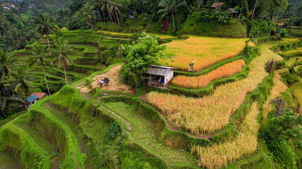 Man Threshing Rice Atop Famous Rice Terrace in Bali, Indonesia