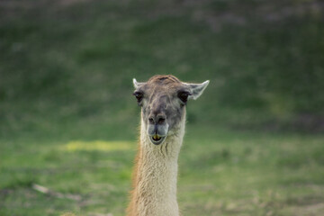 guanaco