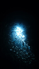 Underwater photo from a scuba dive of school of fish inside a cave with beautiful blue light