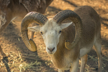 goat with curved horns