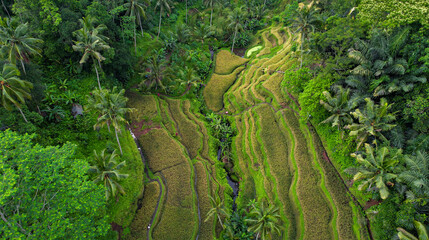 Aerial of Famous Rice Terrace in Bali, Indonesia