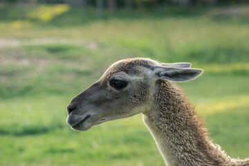 guanaco 