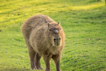 capybara