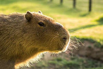 capybara