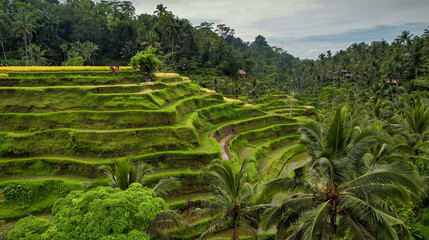 Fototapeta na wymiar Drone Shot of Famous Rice Terrace in Bali, Indonesia