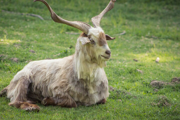 goat on a meadow