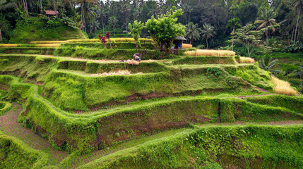 Aerial of Rice Thresher at Instagram Famous Destination, Tegalalang Rice Terraces