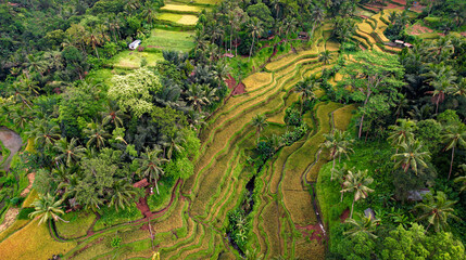 Fototapeta na wymiar Amazing Aerial of Instagram Famous Destination, Tegalalang Rice Terraces, Steps of Rice Field