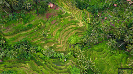 Aerial of Instagram Famous Destination For Tourists, Tegalalang Rice Terraces In Bali