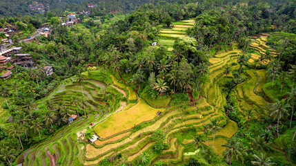 Fototapeta na wymiar Aerial of Instagram Famous Destination, Tegalalang Rice Terraces In Bali
