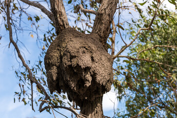 arboreal termite nest in tree Brisbane, Australia