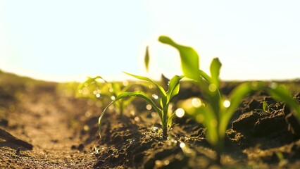 A maize rossada grows from seed from the ground in a field in spring. Growing corn. Small shoots of...