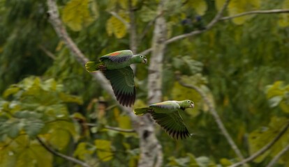 Mealy Amazon
