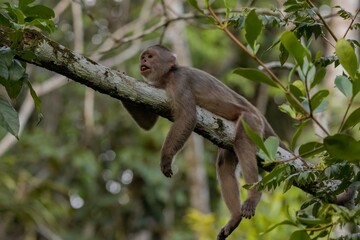 Capuchin Monkey