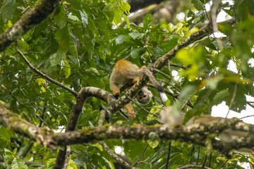 Squirrel Monkey 2