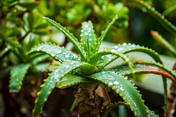 Aloe in the Rain