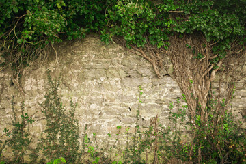 Tree of Life concept. Wall of old Ballygrennan Castle near Bruff, County Limerick, Ireland. Text space. Outdoor shot