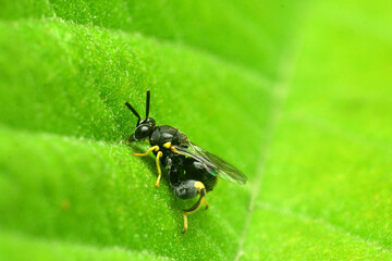 Brachymeria bee on leaf