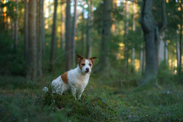 The dog in forest. active jack russell terrier. Pet in nature, sunset