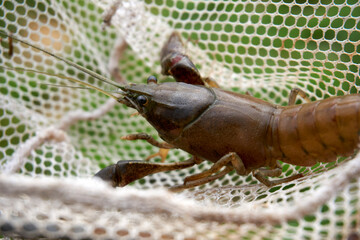 Close-up of Large Cherax Destructor or Yabby in a Net