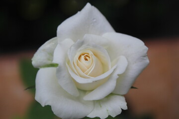 a white rose on a black background