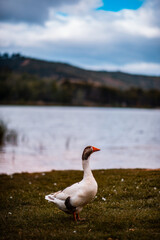 pato con lago de fondo