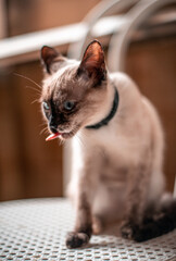 Gato hermoso sacando la lengua 