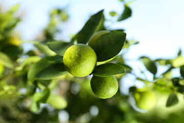 Ripe limes growing on tree branch in garden, closeup