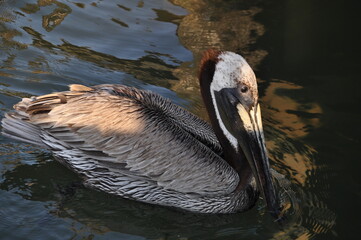 Florida pelican